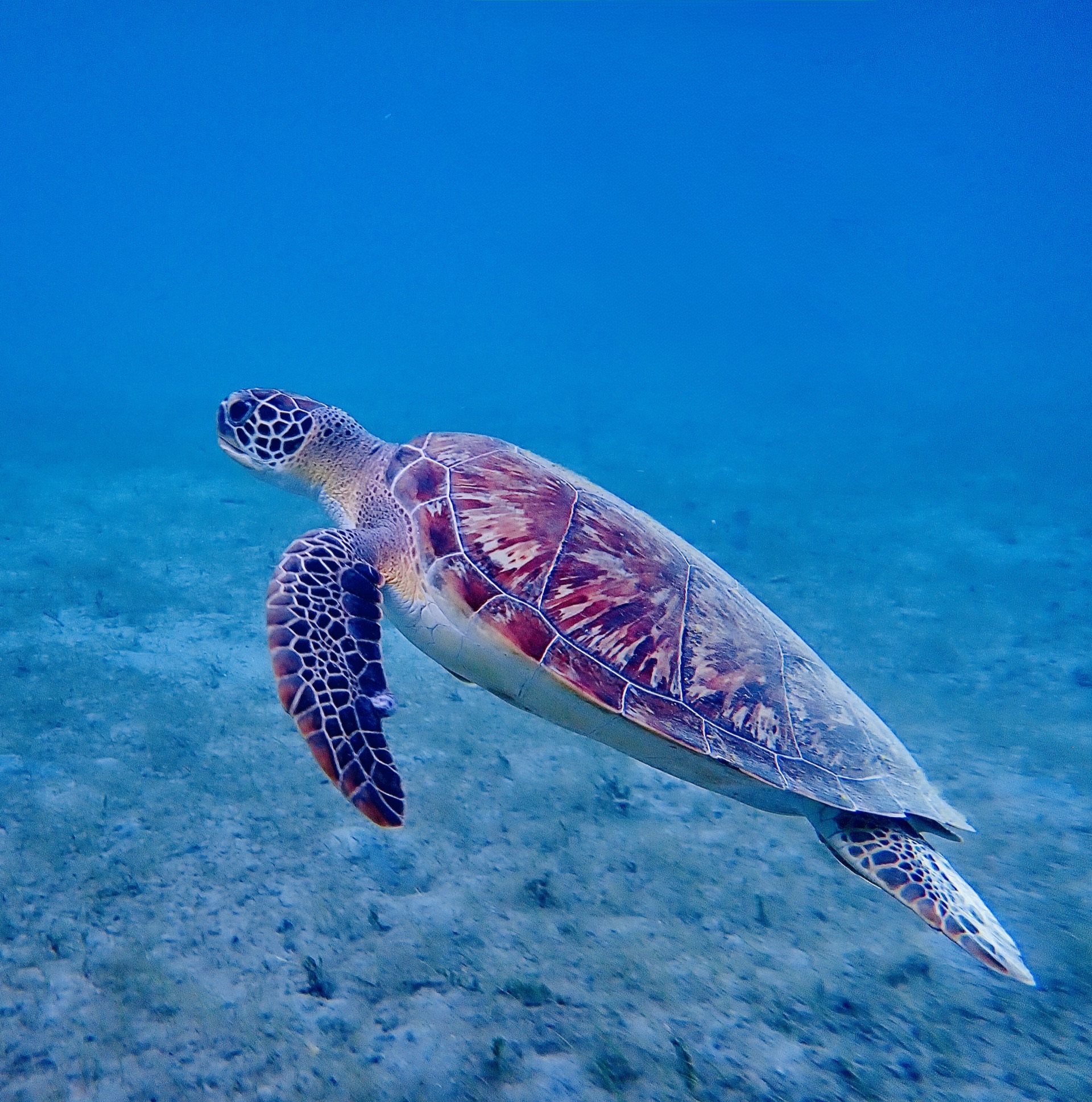 Sea turtle gliding through turquoise water